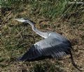 Ardea cinerea